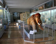 Мамонт в Киевском музее природы