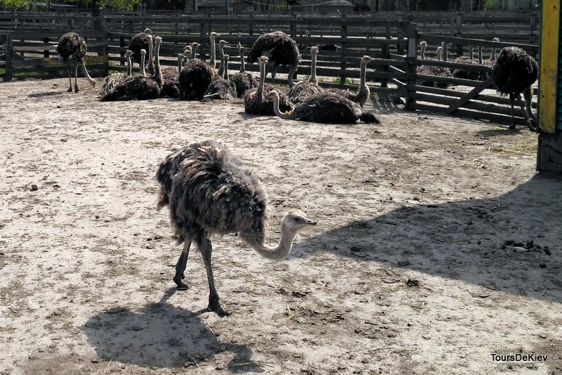Екскурсія для школярів ферма страусів