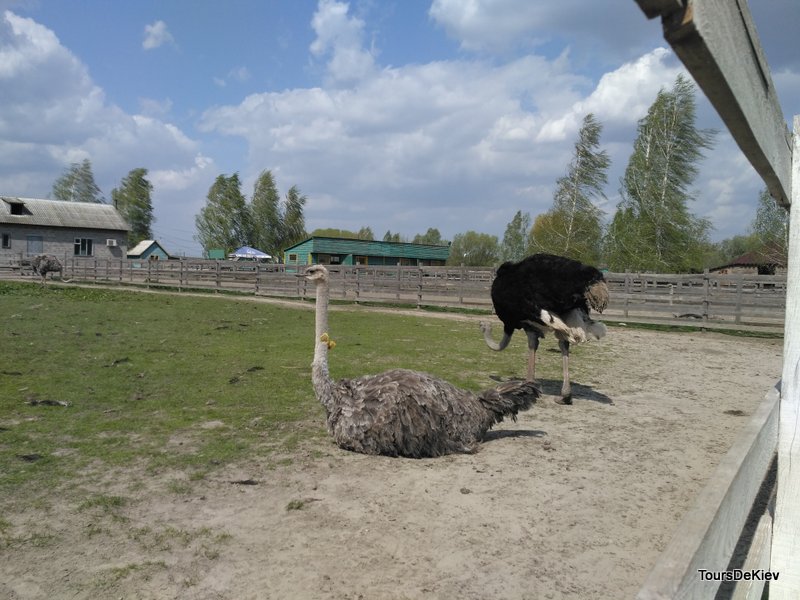 Екскурсія для школярів ферма страусів