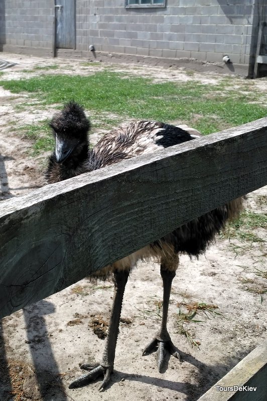 Экскурсия для школьников ферма страусов